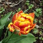 Tulipa agenensis Blüte