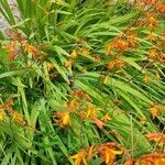 Crocosmia x crocosmiiflora Floare