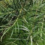 Salix rosmarinifolia Blad