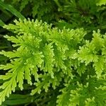 Selaginella pallescens Ліст