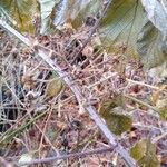 Rubus macrophyllus Fruit