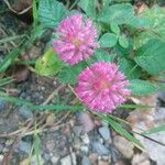 Trifolium pratense Fiore