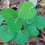 Aristolochia labiata Liść