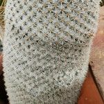 Mammillaria albilanata Агульны выгляд