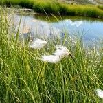 Eriophorum angustifoliumFrutto