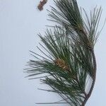 Pinus sylvestris 葉