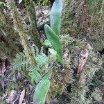 Antrophyum boryanum Otro