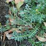Sisymbrella aspera Otro