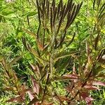 Verbena hastata Blad