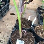 Arisaema fargesii Ekosanga