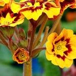 Primula elatior Flor