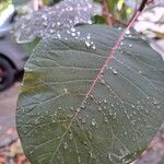 Cotinus obovatus পাতা