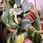 Philodendron hederaceum Fuelha