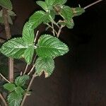 Lippia alba Foglia