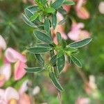 Chamaecytisus purpureus Leaf