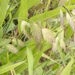 Chasmanthium latifoliumFlower