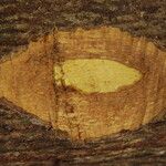 Terminalia ivorensis Kabuk