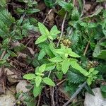 Veronica bachofenii Hoja