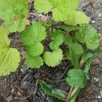 Tellima grandiflora পাতা