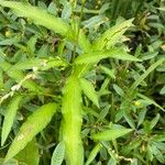 Persicaria hydropiper Hoja