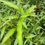 Persicaria hydropiper Blad