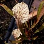 Sarracenia leucophylla 葉