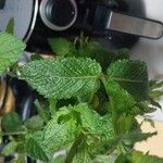 Mentha longifoliaLeaf