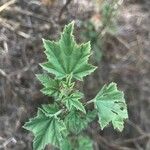 Malva nicaeensis Leaf