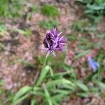 Allium atropurpureum फूल
