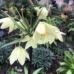 Fritillaria raddeana