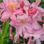 Rhododendron canescens Çiçek