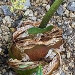 Haemanthus coccineus Coajă