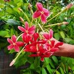 Combretum indicumFlower