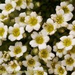 Saxifraga muscoides Bloem