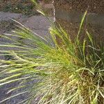 Festuca myuros Floare