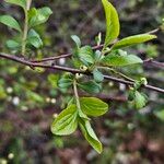 Spiraea prunifolia Lehti