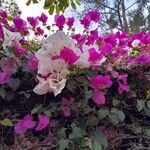 Bougainvillea spp. Blomma