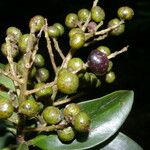 Ardisia densiflora Fruit