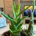 Aloe veraBlad