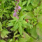 Desmodium canadense Kukka