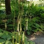 Actaea racemosa Blatt