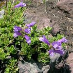 Penstemon davidsonii Vekstform