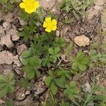 Potentilla reptansCvet