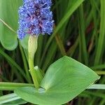 Pontederia cordata Leaf