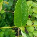 Cryptostegia grandiflora Leaf