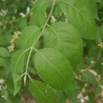 Lonicera maackii Feuille