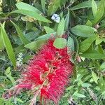 Melaleuca rugulosaKvět