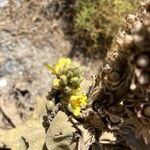 Verbascum × innominatum