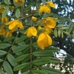 Senna occidentalis Blüte
