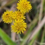 Nidorella pedunculata